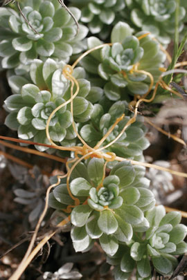 molokai succulents