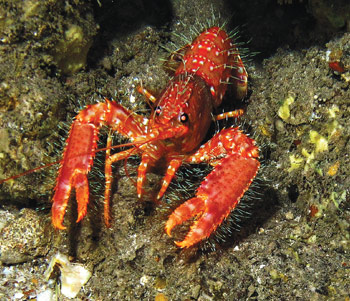 night-diving-spiny-lobster