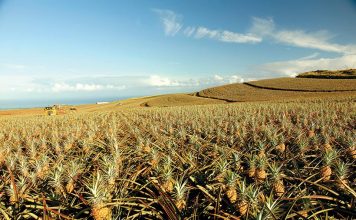 Maui pineapple fields