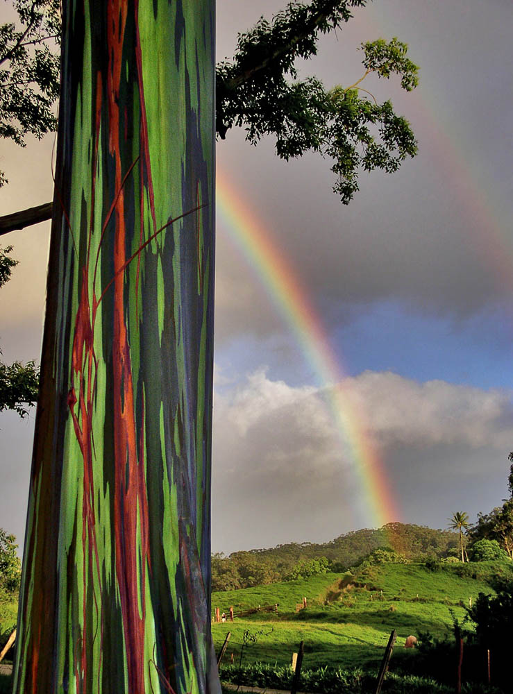 rainbow eucalyptus maui
