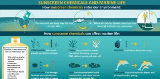 reef safe sunscreen info graphic