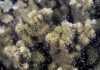 coral spawn