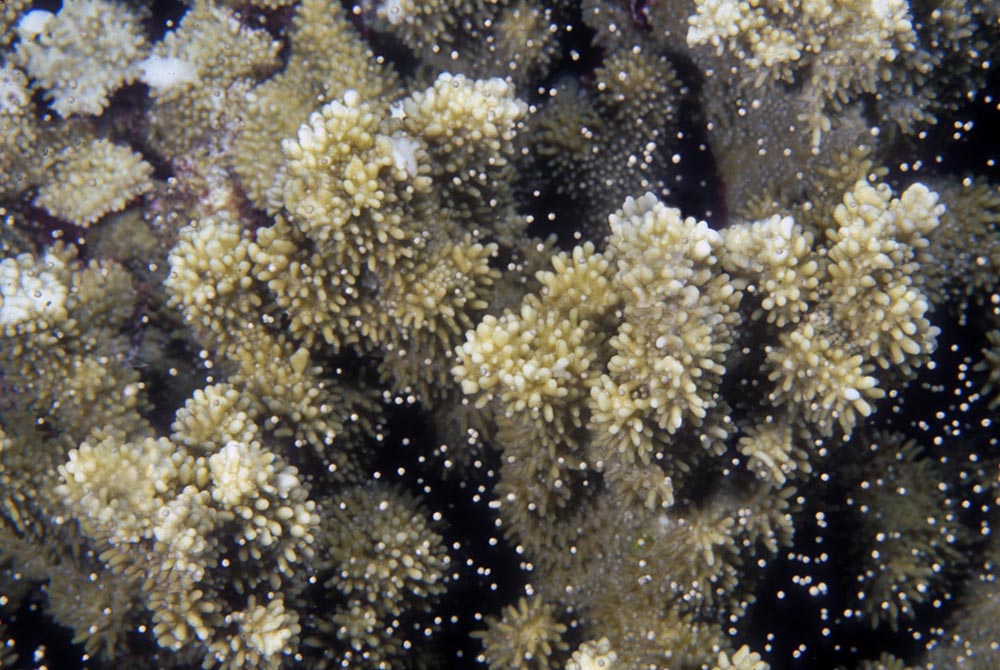 coral spawn