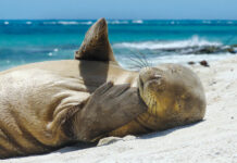 hawaii monk seal