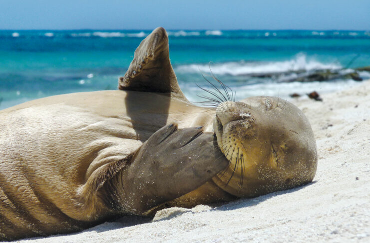 hawaii monk seal