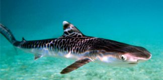 learn about tiger shark pups