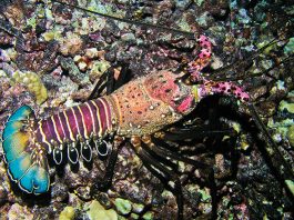 hawaiian spiny lobster