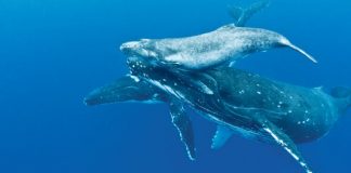 whales photography